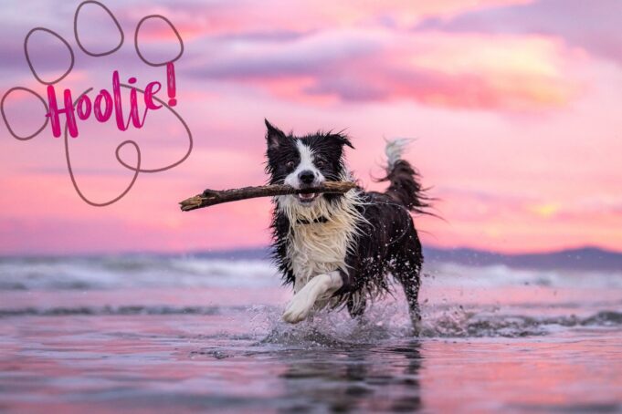 Καινοτομία στην ελληνική αγορά από την Hoolie Foundation! Αναγνώρισε τη ράτσα του κατοικίδιού σου με το πάτημα ενός κουμπιού