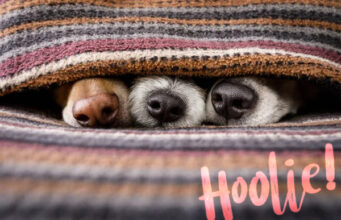 Γιατί η ασφάλεια κατοικίδιου σε αφορά;