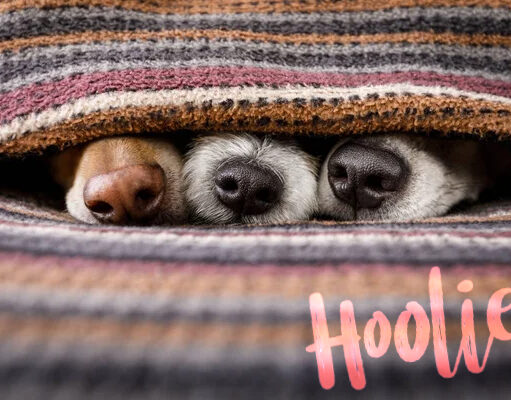 Γιατί η ασφάλεια κατοικίδιου σε αφορά;