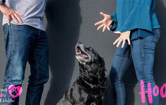 Χωρισμός, διαζύγιο: Η μαρτυρία ενός σκύλου